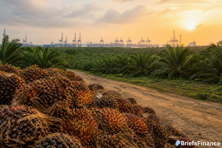 Palm oil's price gap widens, pulling in Indian buyers and boosting Malaysian exports
